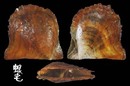 輻射真珠蛤 Pinctada radiata1