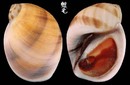 褐帶玉螺 Polinices mammatus 2