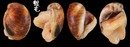 褐帶玉螺 Polinices mammatus 3