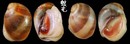 褐帶玉螺 Polinices mammatus 4