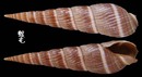 顯眼櫛筍螺 Duplicaria badia 1