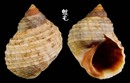 細粒玉黍螺 Granulilittorina exigua 2