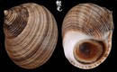 厚殼玉黍螺 Littorina littorea 1