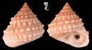 棘玉黍螺 Echininus cumingii spinulosus 1
