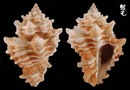 加勒比海刺拳螺 Vasum capitellum