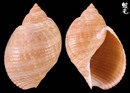 大西洋鶉螺 Tonna maculosa
