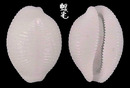 白米蛹螺 Trivirostra oryza 1