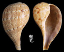 花球枇杷螺 Ficus variegata6