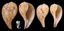 花球枇杷螺 Ficus variegata7