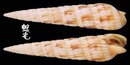 錦絲筍螺 Terebra affinis 1