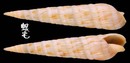 錦絲筍螺 Terebra affinis 2