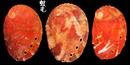 瘤鮑螺 Haliotis varia 5