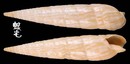 蟹守筍螺 Terebra cerithina 1