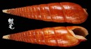 蟹守筍螺 Terebra cerithina 3