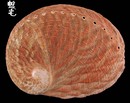 赤金鮑螺 Haliotis ruber 1