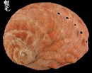 赤金鮑螺 Haliotis ruber 2