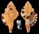 黑斑象鼻法螺 Cymatium grandimaculatum 1