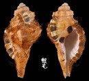 黑斑象鼻法螺 Cymatium grandimaculatum 3