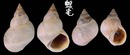 波紋玉黍螺 Littorina undulata 1