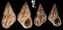 波紋玉黍螺 Littorina undulata 2