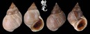 波紋玉黍螺 Littorina undulata 3