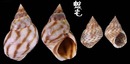 波紋玉黍螺 Littorina undulata 6