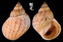 美國粗紋玉黍螺 Littorina angulifera 1