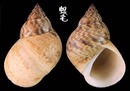 美國粗紋玉黍螺 Littorina angulifera 2