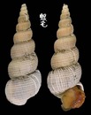 長海螄螺 Amaea magnifica 1