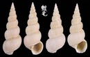 長海螄螺 Amaea magnifica 4