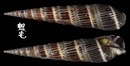 櫛筍螺 Terebra dussumieri 1