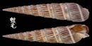 櫛筍螺 Terebra dussumieri 2