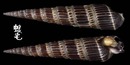櫛筍螺 Terebra dussumieri 3