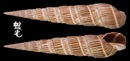 櫛筍螺 Terebra dussumieri 4