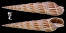 櫛筍螺 Terebra dussumieri 5