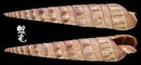 雙層筍螺 Duplicaria duplicata 1