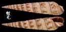 雙層筍螺 Duplicaria duplicata 2