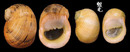 粗紋蜑螺 Nerita undata 2