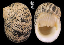 粗紋蜑螺 Nerita undata 5