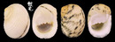 粗紋蜑螺 Nerita undata 6