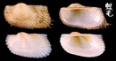 鷹羽魁蛤 Hawaiarca uwaensis 2