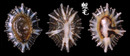 菊松螺 Siphonaria sirius 1