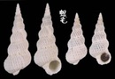 紗布海螄螺 Cirsotrema varicosa 2