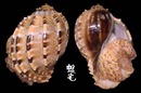 斑節楊桃螺 Harpa articularis 1