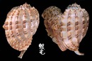 斑節楊桃螺 Harpa articularis 2