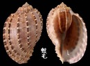 斑節楊桃螺 Harpa articularis 4