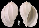 斑節楊桃螺 Harpa articularis 5