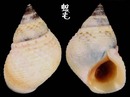 露珠玉黍螺 Littorina irrorata 2