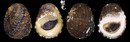 花圓蜑螺 Nerita squamulata 1