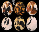 花圓蜑螺 Nerita squamulata 5